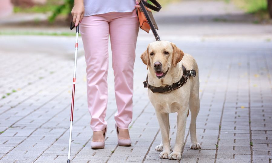 Γ. Σταμάτης: Σημαντικός ο θεσμός των σκύλων οδηγών για την ανεξάρτητη διαβίωση των συμπολιτών μας με οπτική αναπηρία