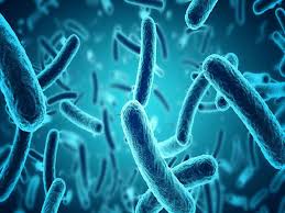Προειδοποίηση από τα Κέντρα Ελέγχου Νοσημάτων των ΗΠΑ για λοιμώξεις από Vibrio vulnificus
